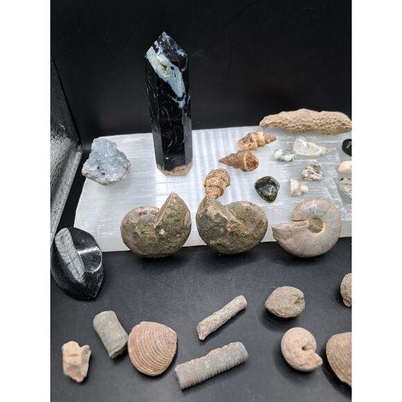 Ammonite, Orthoceras, Aquatic Fossils, Ocean Jasper Tumble and Palm Tower Bundle - Picture 7 of 7